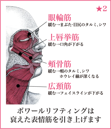 表情筋の図